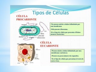 Clacan