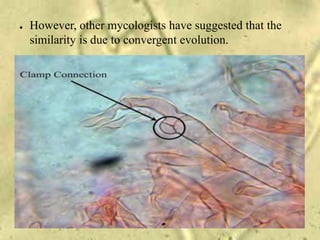 ● However, other mycologists have suggested that the
similarity is due to convergent evolution.
 