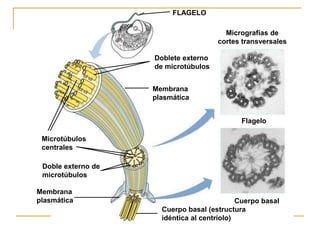 FLAGELO
Doblete externo
de microtúbulos
Membrana
plasmática
Microtúbulos
centrales
Doble externo de
microtúbulos
Membrana
plasmática
Micrografías de
cortes transversales
Flagelo
Cuerpo basal
Cuerpo basal (estructura
idéntica al centríolo)
 