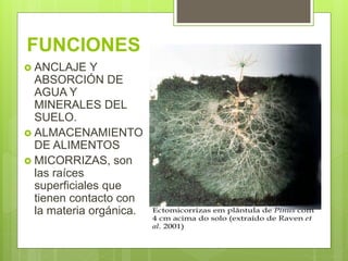 FUNCIONES
 ANCLAJE Y
ABSORCIÓN DE
AGUA Y
MINERALES DEL
SUELO.
 ALMACENAMIENTO
DE ALIMENTOS
 MICORRIZAS, son
las raíces
superficiales que
tienen contacto con
la materia orgánica.
 