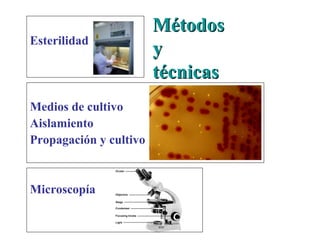 MétodosMétodos
yy
técnicastécnicas
Esterilidad
Medios de cultivo
Aislamiento
Propagación y cultivo
Microscopía
 