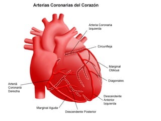 U3 C1 Corazon