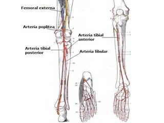 U3 C2 Arterial