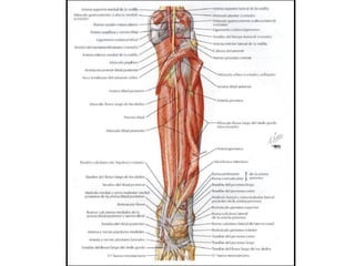 U3 C2 Arterial
