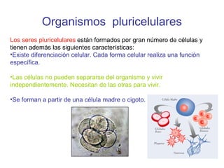 Organismos pluricelulares
Los seres pluricelulares están formados por gran número de células y
tienen además las siguientes características:
•Existe diferenciación celular. Cada forma celular realiza una función
específica.
•Las células no pueden separarse del organismo y vivir
independientemente. Necesitan de las otras para vivir.
•Se forman a partir de una célula madre o cigoto.
 