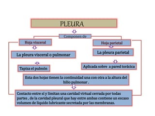 Esta dos hojas tienen la continuidad una con otra a la altura del
hilio pulmonar .
Hoja visceral Hoja parietal
La pleura visceral o pulmonar
Tapiza el pulmón
La pleura parietal
Aplicada sobre a pared torácica
Contacto entre sí y limitan una cavidad virtual cerrada por todas
partes , de la cavidad pleural que hay entre ambas contiene un escaso
volumen de liquido lubricante secretada por las membranas.
Componen de
PLEURA
 