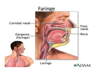 Faringe
 