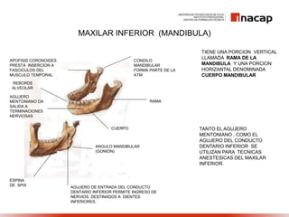 MAXILAR INFERIOR (MANDIBULA)
TIENE UNA PORCION VERTICAL
LLAMADA RAMA DE LA
MANDIBULA Y UNA PORCION
HORIZANTAL DENOMINADA
CUERPO MANDIBULAR
RAMA
CUERPO
CONDILO
MANDIBULAR
FORMA PARTE DE LA
ATM
APOFISIS CORONOIDES
PRESTA INSERCION A
FASCICULOS DEL
MUSCULO TEMPORAL
REBORDE
ALVEOLAR
AGUJERO
MENTONIANO DA
SALIDA A
TERMINACIONES
NERVIOSAS
ANGULO MANDIBULAR
(GONION)
ESPINA
DE SPIX AGUJERO DE ENTRADA DEL CONDUCTO
DENTARIO INFERIOR PERMITE INGRESO DE
NERVIOS DESTINADOS A DIENTES
INFERIORES.
TANTO EL AGUJERO
MENTONIANO , COMO EL
AGUJERO DEL CONDUCTO
DENTARIO INFERIOR SE
UTILIZAN PARA TECNICAS
ANESTESICAS DEL MAXILAR
INFERIOR.
 