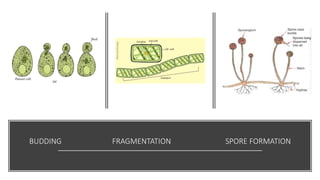 BUDDING FRAGMENTATION SPORE FORMATION
 