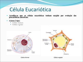 Célula Eucariótica Acredita-se que as células eucarióticas tenham surgido por evolução das procarióticas ancestrais. Existem  2  tipos: Células Animais  Células vegetais Célula Animal  Célula vegetal 