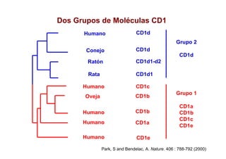 Dos Grupos de Moléculas CD1
Park, S and Bendelac, A. Nature. 406 : 788-792 (2000)
Humano
Conejo
Ratón
Rata
CD1d
CD1d
CD1d1-d2
CD1d1
CD1d
Grupo 2
Humano
Oveja
Humano
Humano
Humano
CD1c
CD1b
CD1b
CD1a
CD1e
CD1a
CD1b
CD1c
CD1e
Grupo 1
 