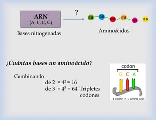 ¿Cuántas bases un aminoácido?
Combinando
de 2 = 42 = 16
de 3 = 43 = 64 Tripletes
codones
ARN
(A, U, C, G)
Aminoácidos
?
Bases nitrogenadas
 