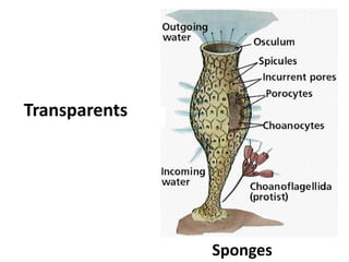 Transparents




               Sponges
 