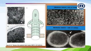 Complement presentation