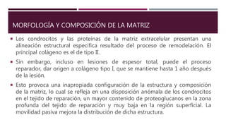 MORFOLOGÍA Y COMPOSICIÓN DE LA MATRIZ
 Los condrocitos y las proteínas de la matriz extracelular presentan una
alineación estructural especifica resultado del proceso de remodelación. El
principal colágeno es el de tipo II.
 Sin embargo, incluso en lesiones de espesor total, puede el proceso
reparador, dar origen a colágeno tipo I, que se mantiene hasta 1 año después
de la lesión.
 Esto provoca una inapropiada configuración de la estructura y composición
de la matriz, lo cual se refleja en una disposición anómala de los condrocitos
en el tejido de reparación, un mayor contenido de proteoglucanos en la zona
profunda del tejido de reparación y muy baja en la región superficial. La
movilidad pasiva mejora la distribución de dicha estructura.
 