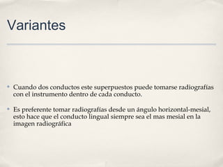 Variantes
✤ Cuando dos conductos este superpuestos puede tomarse radiografías
con el instrumento dentro de cada conducto.
✤ Es preferente tomar radiografías desde un ángulo horizontal-mesial,
esto hace que el conducto lingual siempre sea el mas mesial en la
imagen radiográfica
 