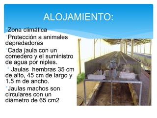 *Zona climática
*Protección a animales
depredadores
*Cada jaula con un
comedero y el suministro
de agua por niples.
* Jaulas hembras 35 cm
de alto, 45 cm de largo y
1.5 m de ancho.
*Jaulas machos son
circulares con un
diámetro de 65 cm2
ALOJAMIENTO:
 