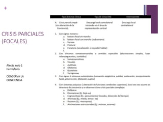 +
CRISIS PARCIALES
(FOCALES)
Afecta solo 1
hemisferio
CONSERVA LA
CONCIENCIA
 