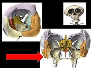 ANATOMIA_APLICADA 1