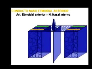 ANATOMIA_APLICADA 1