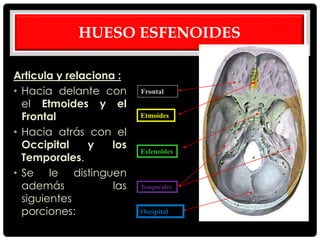 HUESO ESFENOIDES
Articula y relaciona :
• Hacia delante con
el Etmoides y el
Frontal
• Hacia atrás con el
Occipital y los
Temporales.
• Se le distinguen
además las
siguientes
porciones:
Frontal
Etmoides
Esfenoides
Temporales
Occipital
 