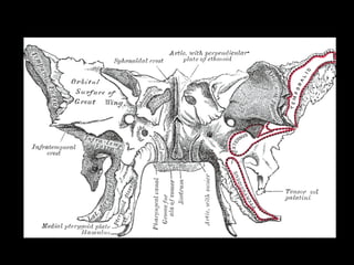 ANATOMIA_APLICADA 1