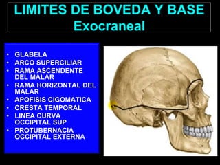 LIMITES DE BOVEDA Y BASE
Exocraneal
• GLABELA
• ARCO SUPERCILIAR
• RAMA ASCENDENTE
DEL MALAR
• RAMA HORIZONTAL DEL
MALAR
• APOFISIS CIGOMATICA
• CRESTA TEMPORAL
• LINEA CURVA
OCCIPITAL SUP
• PROTUBERNACIA
OCCIPITAL EXTERNA
 