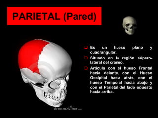 PARIETAL (Pared)
 Es un hueso plano y
cuadrangular,
 Situado en la región súpero-
lateral del cráneo,
 Articula con el hueso Frontal
hacia delante, con el Hueso
Occipital hacia atrás, con el
hueso Temporal hacia abajo y
con el Parietal del lado opuesto
hacia arriba.
 