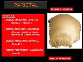 PARIETAL
BORDES:
• BORDE SUPERIOR ; SAGITAL
(Dentado ; Obelio )
• BORDE INFERIOR ; ESCAMOSO
(Cóncavo cortado en bisel a
expensas de la tabla externa)
• BORDE ANTERIOR ( CORONAL )
( dentado )
• BORDE POSTERIOR ( LAMDOIDEO)
( dentado )
BORDE SUPERIOR
BORDE SUPERIOR
 