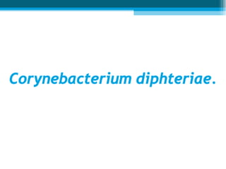 Corynébactéries