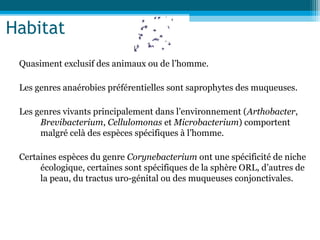 Habitat
Quasiment exclusif des animaux ou de l’homme.
Les genres anaérobies préférentielles sont saprophytes des muqueuses.
Les genres vivants principalement dans l’environnement (Arthobacter,
Brevibacterium, Cellulomonas et Microbacterium) comportent
malgré celà des espèces spécifiques à l’homme.
Certaines espèces du genre Corynebacterium ont une spécificité de niche
écologique, certaines sont spécifiques de la sphère ORL, d’autres de
la peau, du tractus uro-génital ou des muqueuses conjonctivales.
 