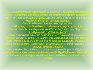 Las  siete primeras se articulan con el esternón y se llaman esternales o costillas verdaderas. Las cinco últimas sin relación directa con el esternón se llaman costillas asternales o falsas. Las dos últimas falsas libres en toda su extensión, se llaman costillas flotantes. Cada costilla se compone de dos porciones: 1º Porción posterior u ósea: costilla ósea o propiamente dicha. 1º Porción anterior, cartilaginosa: costilla cartilaginosa o cartílago costal. Configuración Externa del Tórax El tórax es una caja en forma de tronco hueco cuyo extremo superior es como un vértice, el cuerpo es ligeramente aplanado de adelante atrás y la parte inferior o base más amplia que la superior es abierta; presenta por tanto para su estudio, cuatro caras, anterior, posterior y dos laterales y dos orificios, superior e inferior Cara anterior : Va haciéndose más ancha a medida que se dirige abajo, presenta en la línea media al esternón, desde él y dirigiéndose hacia afuera se observan los cartílagos costales que se continúan a cada lados con las costillas. 