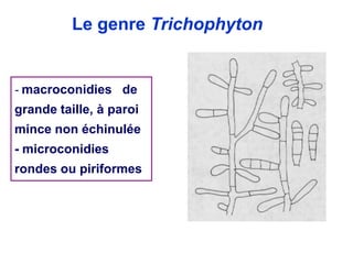 - macroconidies de
grande taille, à paroi
mince non échinulée
- microconidies
rondes ou piriformes
Le genre Trichophyton
 