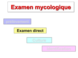 Examen mycologique
prélèvement
Examen direct
Culture
Identification
 