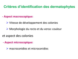 - Aspect macroscopique:
 Vitesse de développement des colonies
 Morphologie du recto et du verso: couleur
et aspect des colonies
- Aspect microscopique:
 macroconidies et microconidies
Critères d’identification des dermatophytes
 