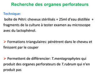 Recherche des organes perforateurs
Technique:
boîte de Pétri: cheveux stérilisés + 25ml d’eau distillée +
fragments de la culture à tester examen au microscope
avec du lactophénol.
 Formations triangulaires: pénètrent dans le cheveu et
finissent par le couper
 Permettent de différencier: T.mentagrophytes qui
produit des organes perforateurs de T.rubrum qui n’en
produit pas
 