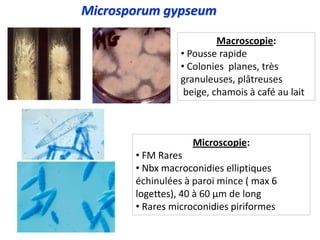 Microsporum gypseum
Macroscopie:
• Pousse rapide
• Colonies planes, très
granuleuses, plâtreuses
beige, chamois à café au lait
Microscopie:
• FM Rares
• Nbx macroconidies elliptiques
échinulées à paroi mince ( max 6
logettes), 40 à 60 µm de long
• Rares microconidies piriformes
 