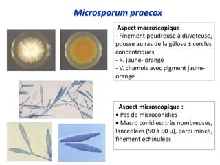 Microsporum praecox
Aspect macroscopique
- Finement poudreuse à duveteuse,
pousse au ras de la gélose ± cercles
concentriques
- R. jaune- orangé
- V. chamois avec pigment jaune-
orangé
Aspect microscopique :
 Pas de microconidies
 Macro conidies: très nombreuses,
lancéolées (50 à 60 µ), paroi mince,
finement échinulées
 