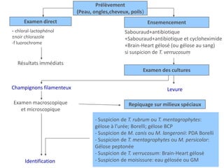 Prélèvement
(Peau, ongles,cheveux, poils)
Examen direct Ensemencement
Sabouraud+antibiotique
+Sabouraud+antibiotique et cycloheximide
+Brain-Heart gélosé (ou gélose au sang)
si suspicion de T. verrucosum
Examen des cultures
Levure
Repiquage sur milieux spéciaux
- Suspicion de T. rubrum ou T. mentagrophytes:
gélose à l’urée; Borelli; gélose BCP
- Suspicion de M. canis ou M. langeronii: PDA Borelli
- Suspicion de T. mentagrophytes ou M. persicolor:
Gélose peptonée
- Suspicion de T. verrucosum: Brain-Heart gélosé
- Suspicion de moisissure: eau gélosée ou GM
- chloral-lactophénol
±noir chlorazole
-f luorochrome
Résultats immédiats
Champignons filamenteux
Examen macroscopique
et microscopique
Identification
 