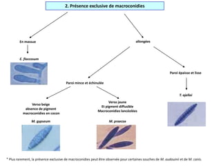 2. Présence exclusive de macroconidies
En massue
E. floccosum
allongées
Paroi épaisse et lisse
T. ajelloi
Paroi mince et échinulée
Verso beige
absence de pigment
macroconidies en cocon
Verso jaune
Et pigment diffusible
Macroconidies lancéolées
M. gypseum M. praecox
* Plus rarement, la présence exclusive de macroconidies peut être observée pour certaines souches de M. audouinii et de M. canis.
 