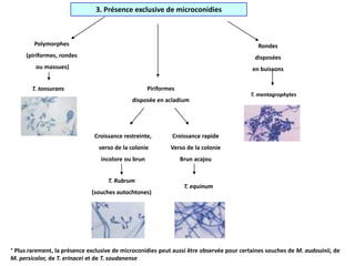 * Plus rarement, la présence exclusive de microconidies peut aussi être observée pour certaines souches de M. audouinii, de
M. persicolor, de T. erinacei et de T. soudanense
3. Présence exclusive de microconidies
Polymorphes
(piriformes, rondes
ou massues)
Rondes
disposées
en buissons
T. tonsurans
T. mentagrophytes
Piriformes
disposée en acladium
Croissance restreinte,
verso de la colonie
incolore ou brun
Croissance rapide
Verso de la colonie
Brun acajou
T. Rubrum
(souches autochtones)
T. equinum
 