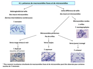 4.1. présence de macroconidies lisses et de microconidies
Hétérogénéité de taille
Des macro microconidies
(formes intermédiaires nombreuses)
nette différence de taille
des macro et microconidies
Microconidies rondes
 vrilles
T. mentagrophytes
Microconidies piriformes
Pas de vrilles
Verso rouge vineux à noir Verso acajou Verso jaune à orangé
T. Rubrum
(souches africaines)
T. equinum T. erinacei
* Plus raremnt, la présence simultanée de macroconidies lisses et de microconidies peut être observée pour certaines
souches de T. tonsurans
T. terrestre
 