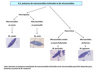 4.2. présence de macroconidies échinulée et de microconidies
Paroi épaisse
Macroconidies
en cocon
Macroconidies
en quenouille
M. canis
M. cookei
Paroi mince
Microconidies rondes
en bout d’allumette
Microconidies
piriformes
M. persicolor M. gypseum
*plus rarement, la présence simultanée de macroconidies échinulée et de microconidies peut être observée pour
certaines souches de M. audouinii.
 