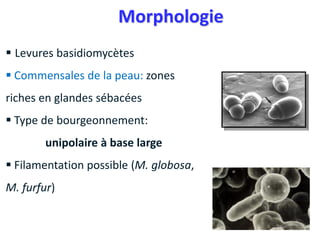  Levures basidiomycètes
 Commensales de la peau: zones
riches en glandes sébacées
 Type de bourgeonnement:
unipolaire à base large
 Filamentation possible (M. globosa,
M. furfur)
Morphologie
 