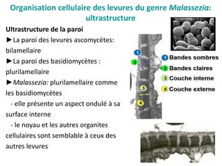Organisation cellulaire des levures du genre Malassezia:
ultrastructure
Ultrastructure de la paroi
►La paroi des levures ascomycètes:
bilamellaire
►La paroi des basidiomycètes :
plurilamellaire
►Malassezia: plurilamellaire comme
les basidiomycètes
- elle présente un aspect ondulé à sa
surface interne
- le noyau et les autres organites
cellulaires sont semblable à ceux des
autres levures
 