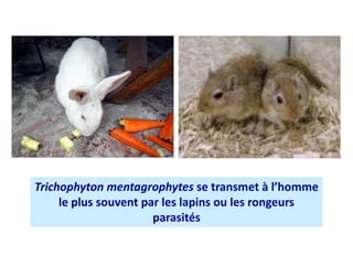 Trichophyton mentagrophytes se transmet à l’homme
le plus souvent par les lapins ou les rongeurs
parasités
 