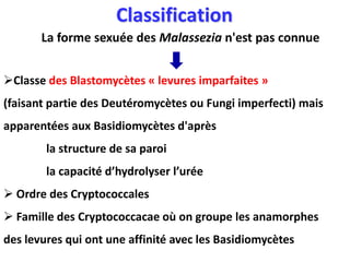 Classification
La forme sexuée des Malassezia n'est pas connue
Classe des Blastomycètes « levures imparfaites »
(faisant partie des Deutéromycètes ou Fungi imperfecti) mais
apparentées aux Basidiomycètes d'après
la structure de sa paroi
la capacité d’hydrolyser l’urée
 Ordre des Cryptococcales
 Famille des Cryptococcacae où on groupe les anamorphes
des levures qui ont une affinité avec les Basidiomycètes
 
