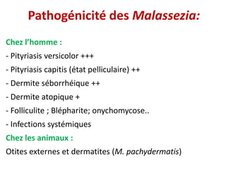 Pathogénicité des Malassezia:
Chez l’homme :
- Pityriasis versicolor +++
- Pityriasis capitis (état pelliculaire) ++
- Dermite séborrhéique ++
- Dermite atopique +
- Folliculite ; Blépharite; onychomycose..
- Infections systémiques
Chez les animaux :
Otites externes et dermatites (M. pachydermatis)
 