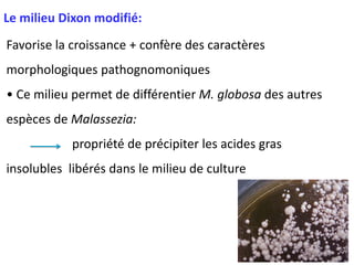 Le milieu Dixon modifié:
Favorise la croissance + confère des caractères
morphologiques pathognomoniques
• Ce milieu permet de différentier M. globosa des autres
espèces de Malassezia:
propriété de précipiter les acides gras
insolubles libérés dans le milieu de culture
 