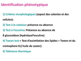 1) Critères morphologiques (aspect des colonies et des
cellules):
2) Test à la catalase: présence ou absence
3) Test à l’esculine: Présence ou absence de
ß glucosidase (hydrolysel’esculine)
4) Tween test = Test d’assimilation des lipides = Tween et du
cremophore EL( huile de castor):
5) Tolérance thermique
Identification phénotypique
 